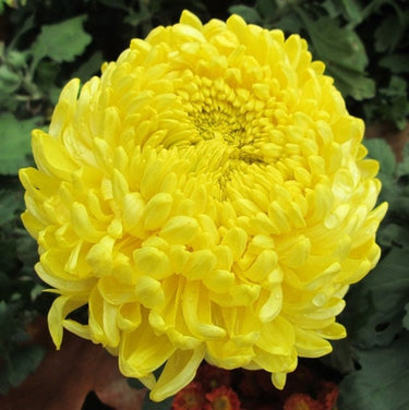 30 MIXED PAEONY ASTER Callistephus Peony Red Pink White Blue Purple Yellow Coral Apricot French Flower Seeds